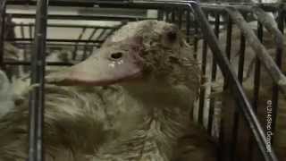 60秒看鵝肝（PETA）
