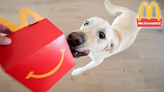 Surprising Labrador With MCDONALD'S HAPPY MEAL!!