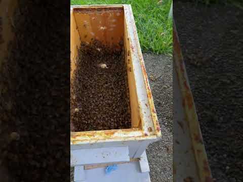 蜜蜂分家 Swarming (4/4) – 逮住离家的蜜蜂