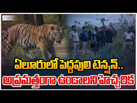 Tiger Alert In Eluru District | ఏలూరులో పెద్దపులి టెన్షన్.. అప్రమత్తంగా ఉండాలని హెచ్చరిక | ZEE News - ZEE24TELUGUNEWS