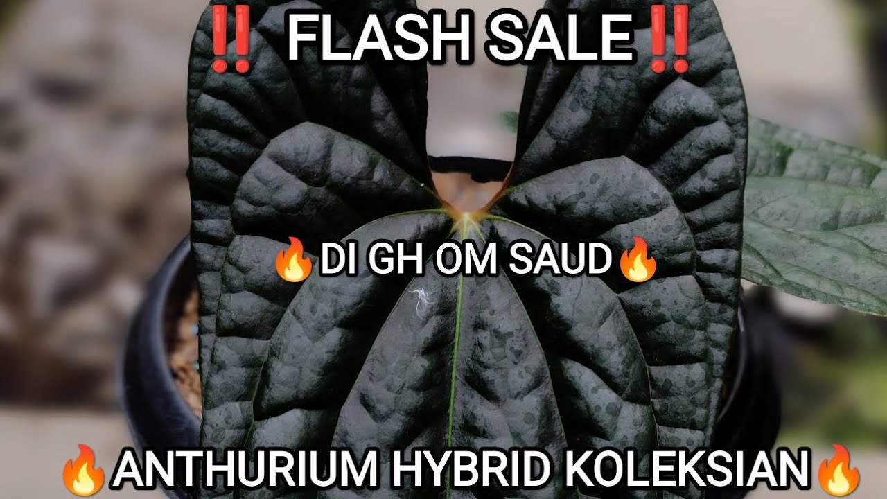 ‼️ FLASH SALE ANTHURIUM KUPING GAJAH KOLEKSIAN‼️