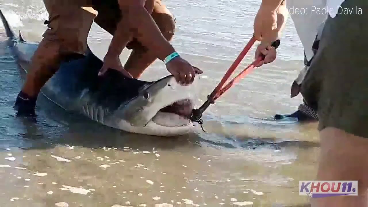 Raw Man catches, releases shark on Galveston Beach YouTube