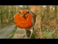 Vídeo Para Gatos - Pássaros