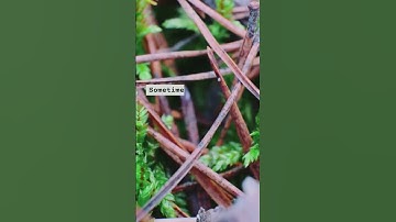 Rooted in Unity: Forests as Community 🌲👥 #shortvideo #socialmedia #forest #unity #frogeex #Community