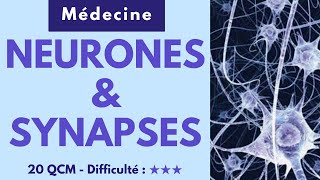 NEURONES & SYNAPSES - 20 QCM - Difficulté : ★★★