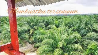 status WA pekerja sawit #bumiagroprima #agro #perantau