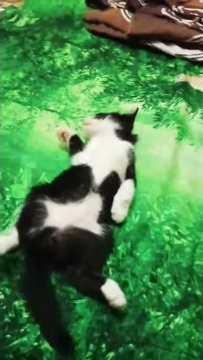 Kucing tidur ngangkang😂