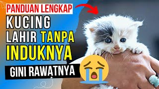 Wajib Tau‼️ 5 Cara Merawat Anak Kucing Tanpa Induk Baru Lahir - Memelihara bayi kucing tanpa ibu