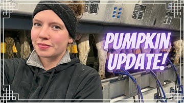 Milking Cows & A Pumpkin Update! 🎃