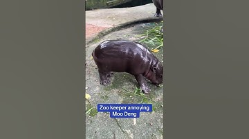 Moo Deng annoyed at Human #animalshorts #babyhippo  #hippo #moodeng #cuteanimals  #pygmyhippopotamus