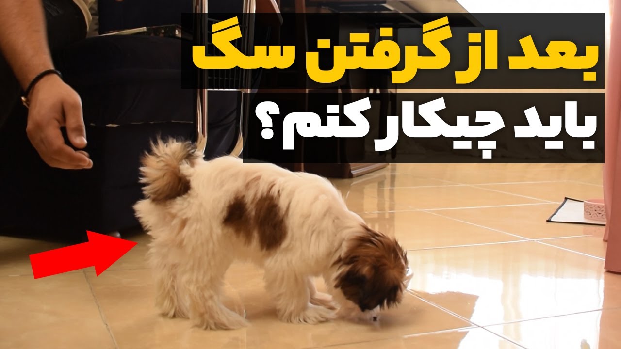 بعد از گرفتن سگ باید چیکار کنم؟