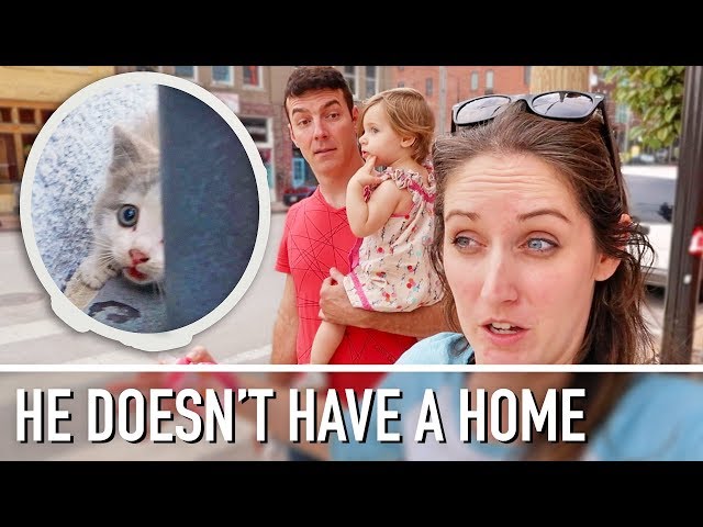 We Don T Need Another Cat Youtube