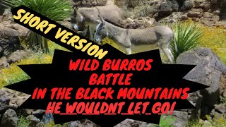 Brace Yourself! Oatman Wild Donkey Battle: Black Mountain Burros Fight For Dominance - Short Version