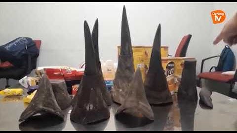 BẮT GIỮ VỤ VẬN CHUYỂN GẦN 15 KG SỪNG TÊ GIÁC