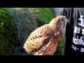 Baby Buzzard, Kanja in Slovenia., Bela krajina