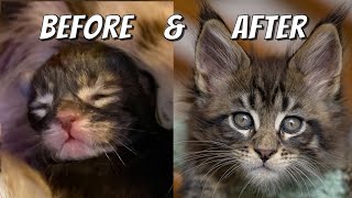 Learn How Maine Coon Kittens Grow | 0 - 10 weeks day by day.