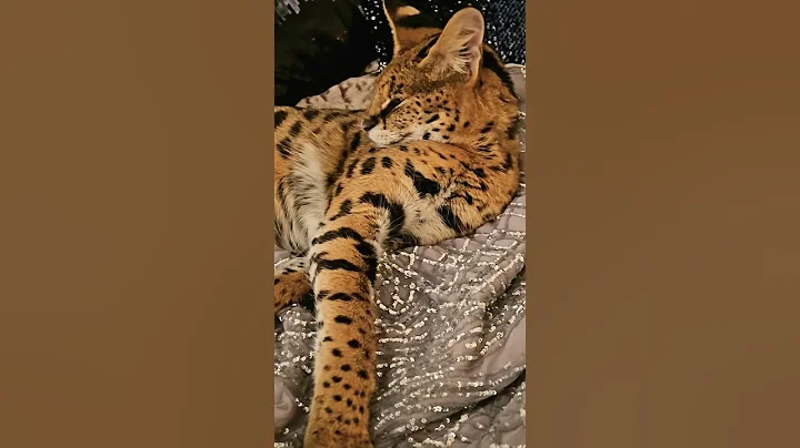 Video 11539841: servals big cats, big cat cutecat