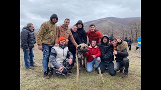 TÜRK ÇOBAN KÖPEKLERİ İLE YURTDIŞINDAKİ ALABAİLER VE VOLKADOVLARIN KARŞILAŞTIRMASI