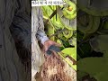 #farming #agriculture #trending #harvester #belt #subscribe #shorts #krishiharvester