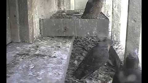 G/3 arrives on the balcony like a bomb