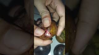 cara membuka buah manggis