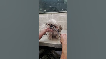 Trimming a dogs face with scissors without restraints demonstration, Shih-Tzu