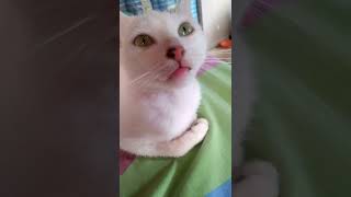 Beautiful Cats Promoter Ads