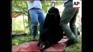 Orphaned cubs released back into wild