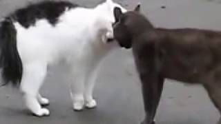 Коты дико орут друг на друга Cats wildly yelling at each other Коты дико орут друг на друга Cats wildly yelling at each other