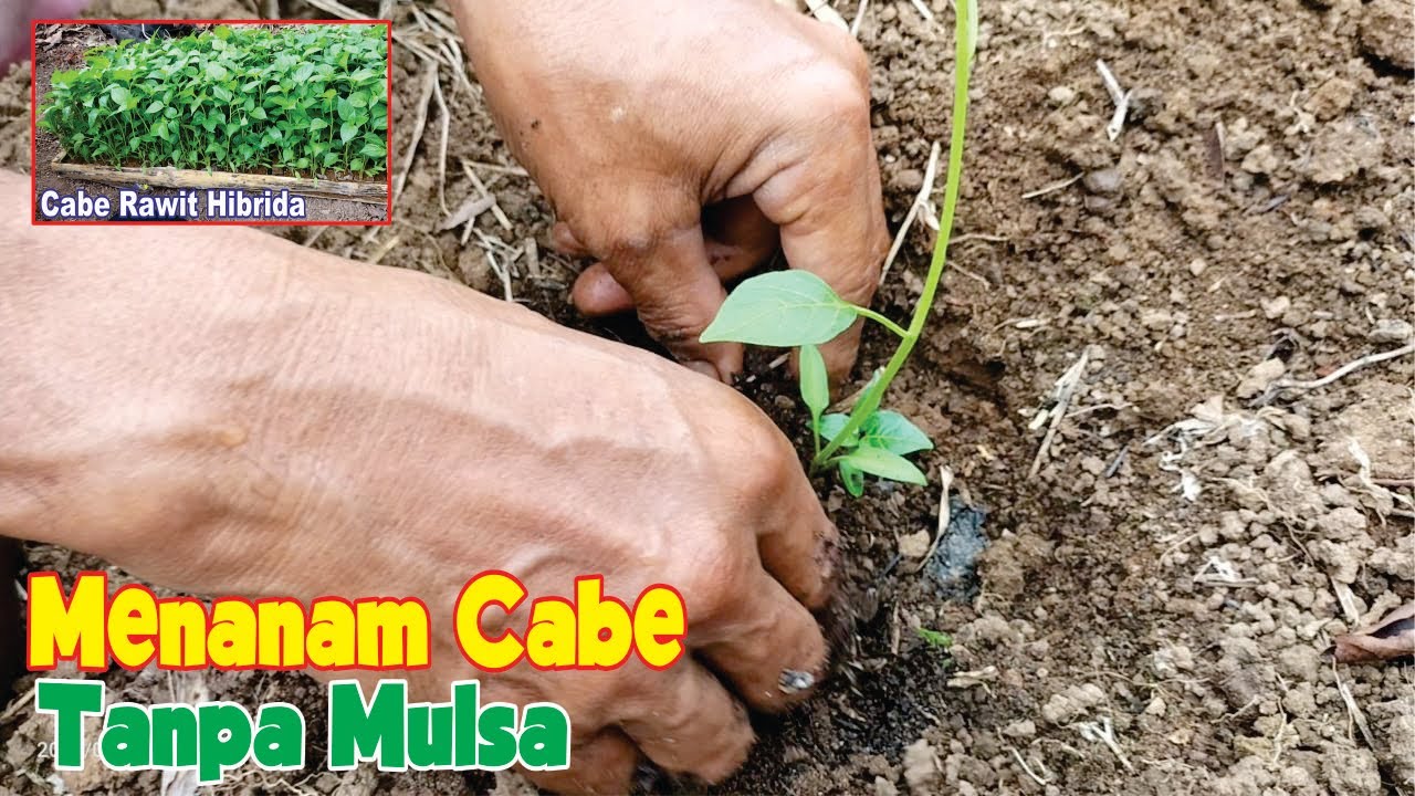 MENANAM CABE TANPA MULSA 
