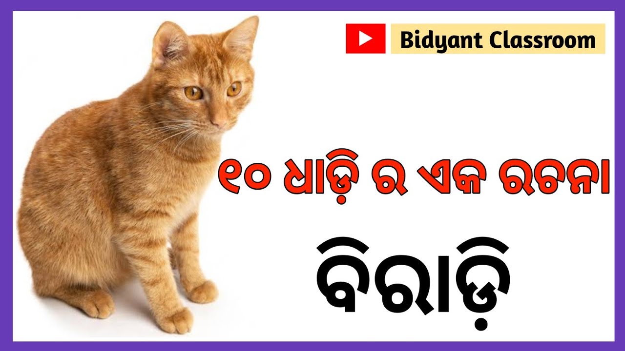 Cat Essay In Odia ବିଲେଇ ବିଷୟରେ ୧୦ ଧାଡ଼ି ରଚନା 😺 Biradi rachana YouTube