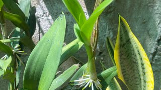 Los Keykis De Mis Orquídeas