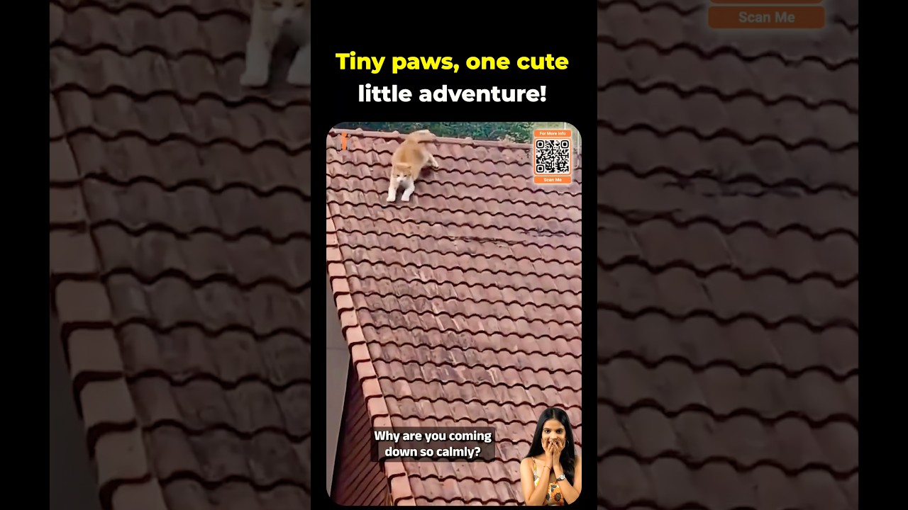 When a Cat Turns a Roof Into a Playground #cat #catvideos #cutecat #animalvideos #catlove #cutecats