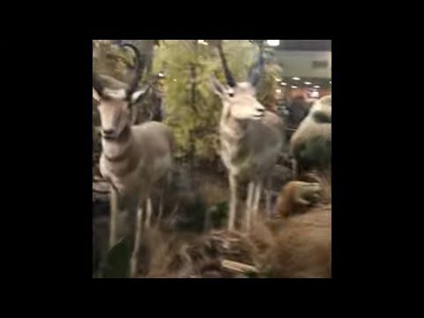 ნებრასკა..მაღაზია \"Cabelas\" 1 ნაწილი..
