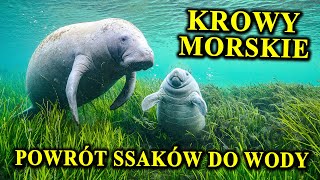 MANAT - Krowa, Która Żyje Pod Wodą - Kuzyn Niedawno Wymarłego Giganta