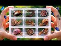 Rare Millipedes and Snails Caught in a Clear Box! #millipede #snail #animals