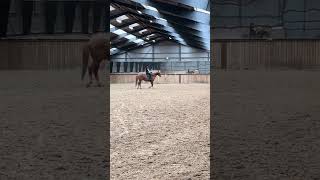 Dårlig 20m volte😅🙏 #equestrian #horse #viral #fyp