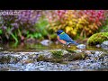🔴 LIVE: Spring Birdsong &amp; Relaxing Piano 🕊️ Focus Music for Study &amp; Deep Sleep