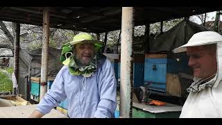 Вывод маток. Все готовим за один день, от семьи воспитательницы до прививки!