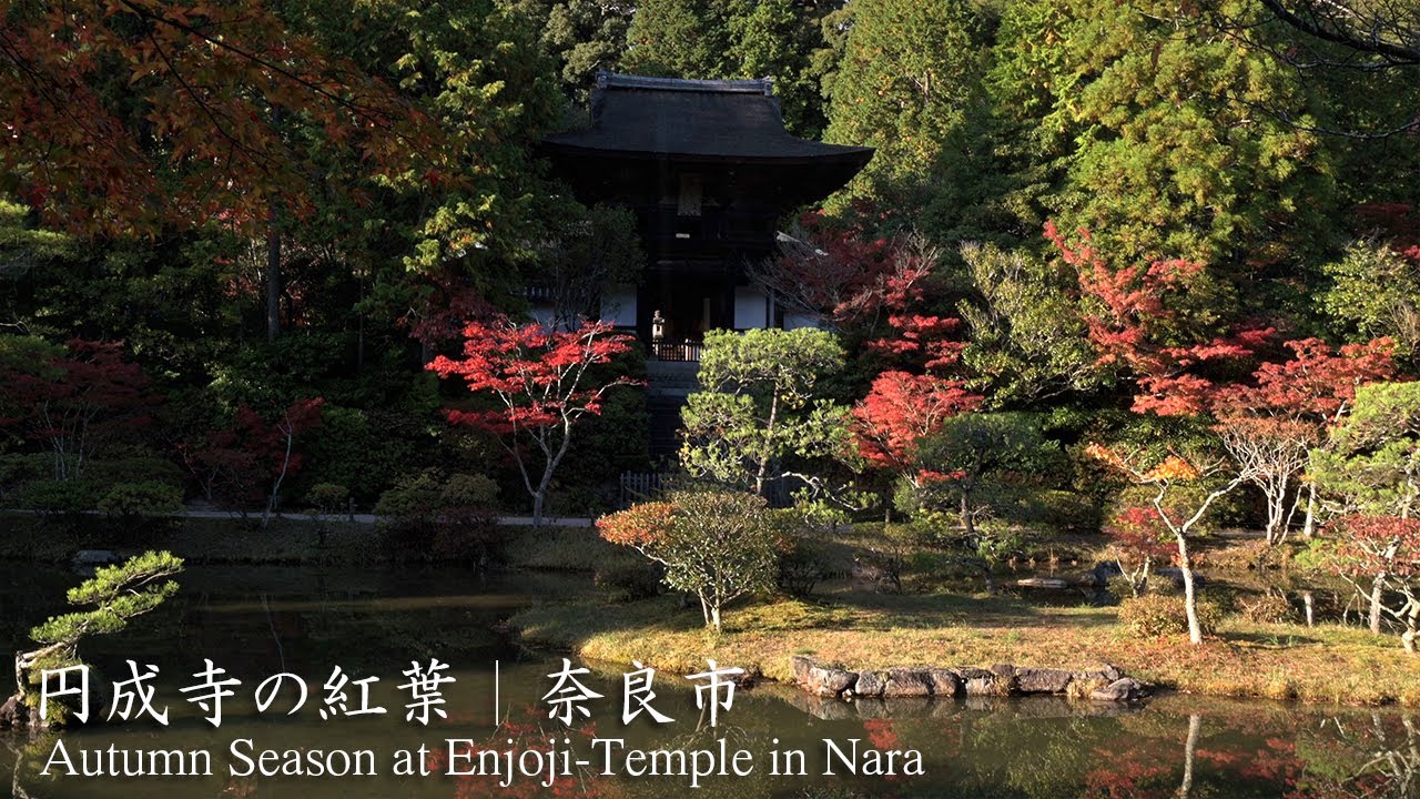 庭園の綺麗なお寺 円成寺 奈良観光コンシェルジュが奈良市のお寺をご紹介 Enjoji Temple In Nara City Nara Youtube 庭園の綺麗なお寺 円成寺 奈良観光コンシェルジュが奈良市のお寺をご紹介 Enjoji Temple In Nara City Nara Youtube
