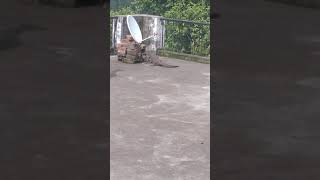 komodo dragon vs dog fight
