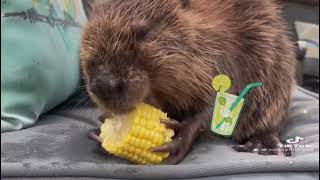 Rescue beaver eats corn