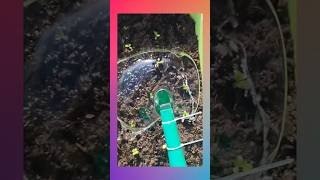 Clever Garden Tool Makes Seedling Planting Faster, Cleaner, and Surprisingly Precise! #garden #tools