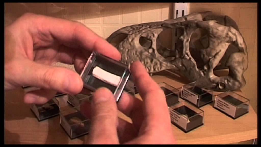 Fossils Collection YouTube