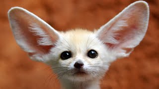 Fennec Fox: The cutest FOX