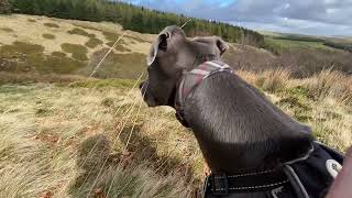 Downwind Tucker