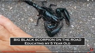 Big Black Scorpion on Thailand Road - Thailand Living