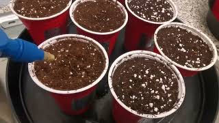 2 Year Anniversary Grow - Germination 🎉🎊😎🎊🎉