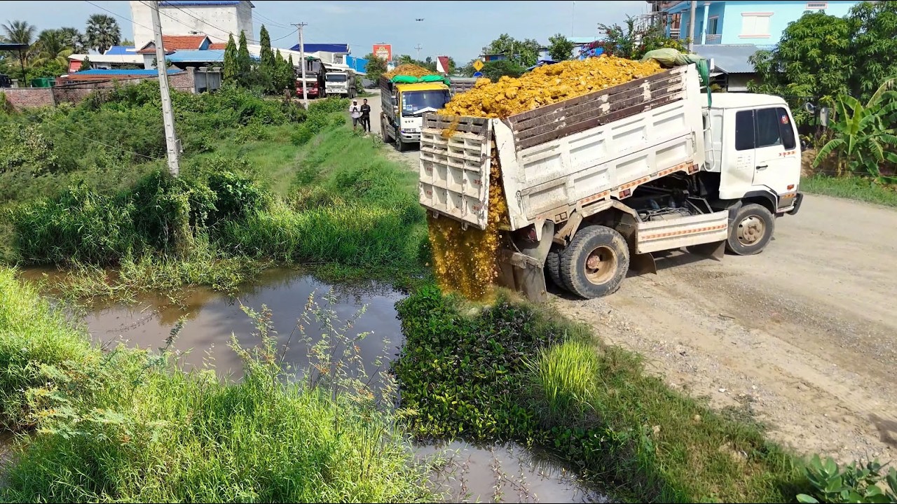 Look At Starting New Project!DumpTruck Filling Land Area Wild,By Used Skill Dozer D31 Pushing Clean