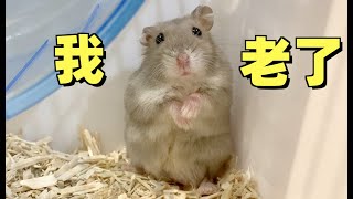 The last video of the stray hamster